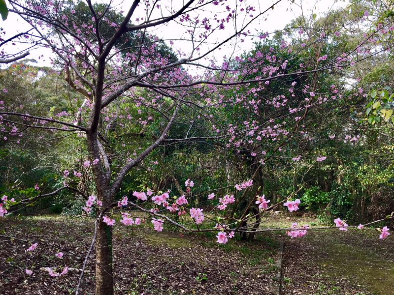 奄美は桜と紅葉の季節です