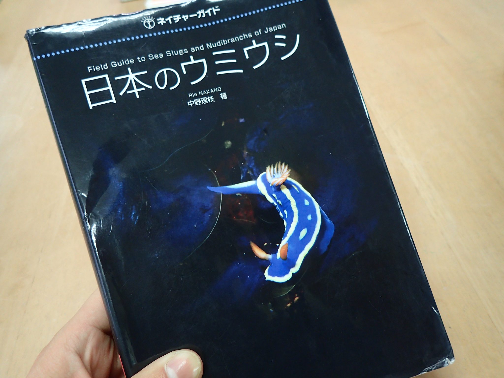 ウミウシ好きスタッフがおすすめするウミウシ図鑑♪ - 奄美大島