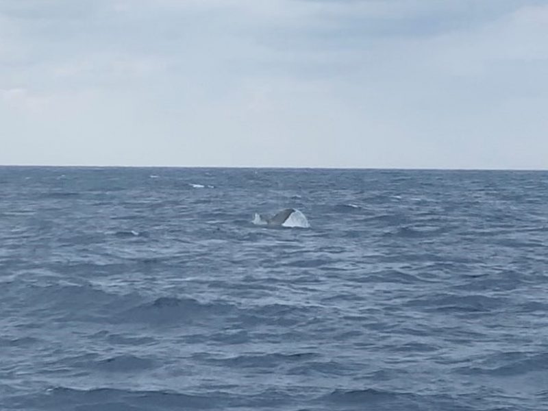 やっとの思いで出会えたクジラ！！