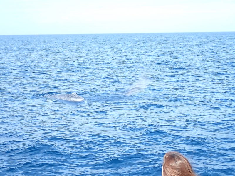 クジラの子供が船に大接近！！