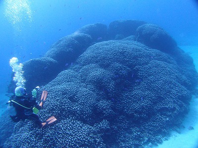 大仏サンゴ