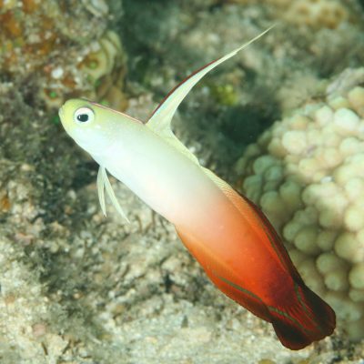 ハタタテハゼ