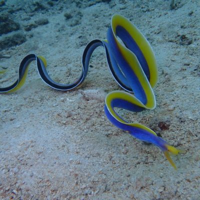 ボートの移動中に、イルカの群れに遭遇！！ | 海ブログ | 奄美大島