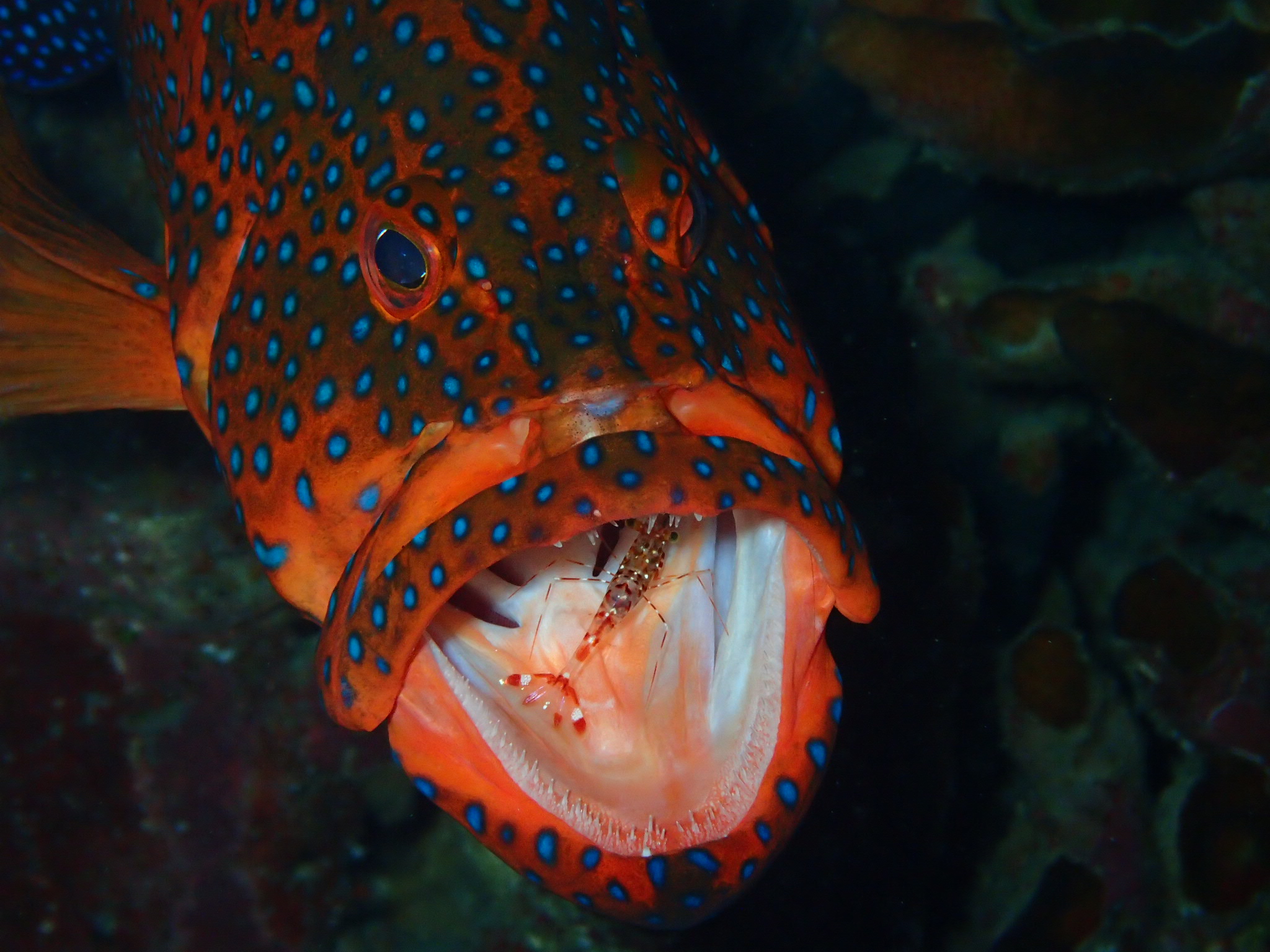 海の生き物たち！ | 海ブログ | 奄美大島ダイビングショップネイティブ