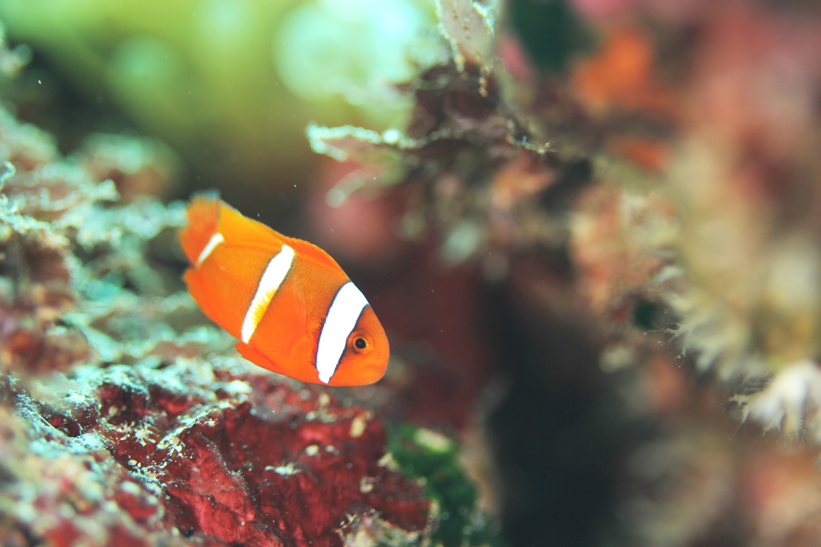 カクレクマノミさん専用 Clinicacampinas Com Br