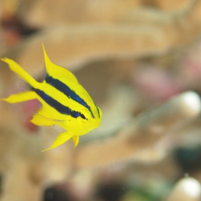 ヒレナガスズメダイ幼魚