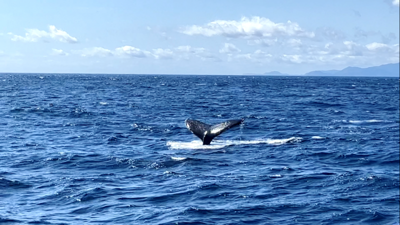 ★　やっと現れたクジラに歓喜の声！　★