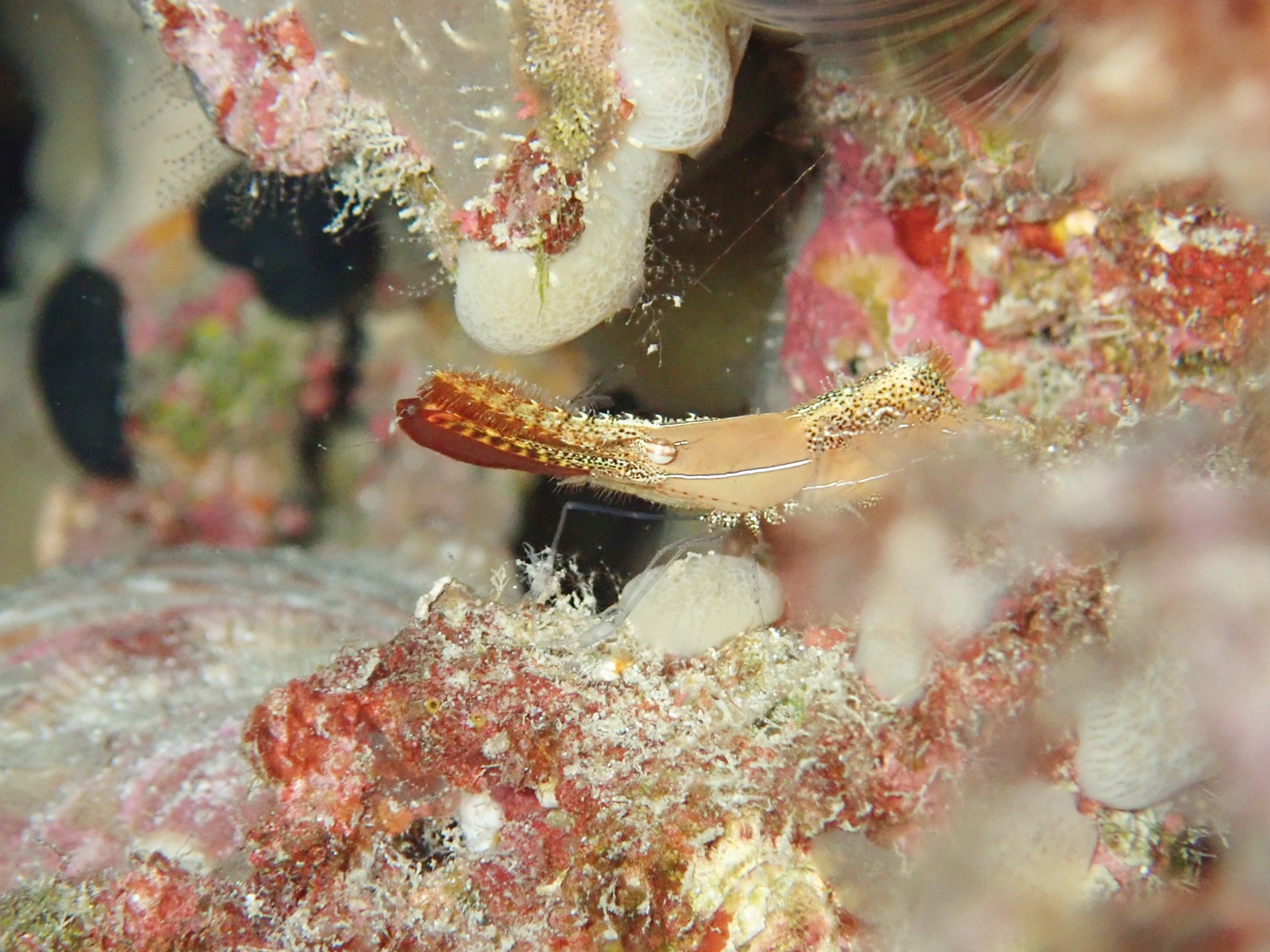 \ 見たい… / 海ブログ 奄美大島ダイビングショップネイティブシー奄美【公式】