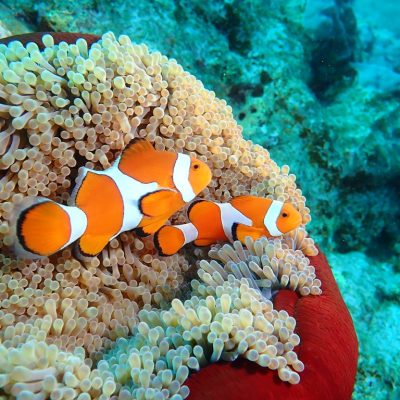 リアル「ニモ」＆「クラッシュ」 / | 海ブログ | 奄美大島ダイビング