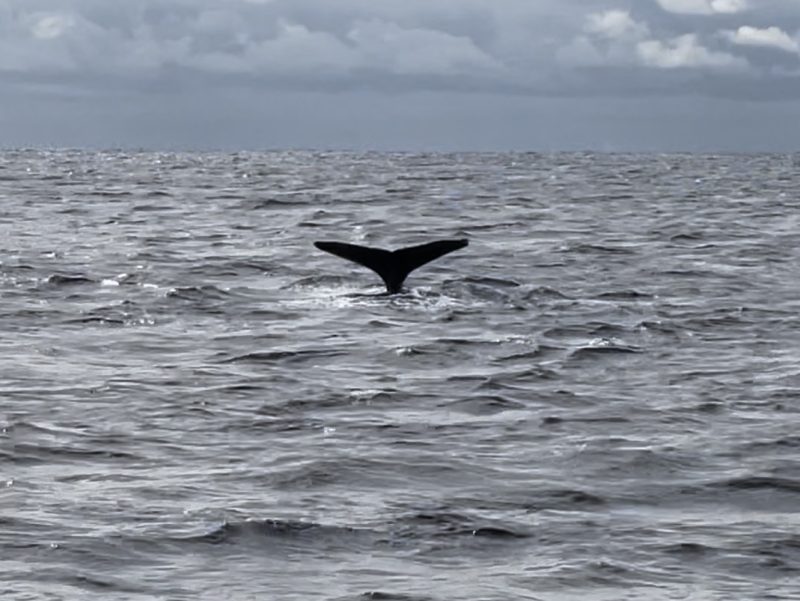 \　クジラが増えてきた？？　/