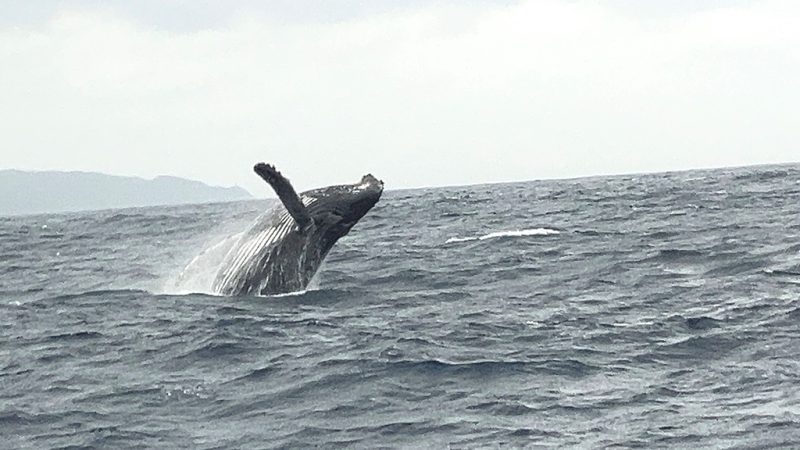 \　サービス満点のクジラ！　/