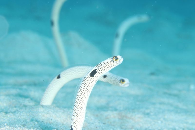 \ ”定番”の生物もおススメです！  /