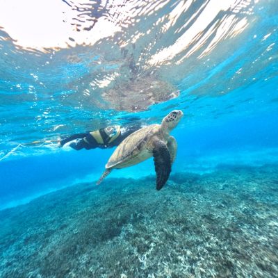 湯布院アンティーク 希少トウカムリカイ 310ｍｍ超特大標本 奄美大島産 カメオ 縁起の良いカメと♪ / | 海ブログ | 奄美大島ダイビングショップ