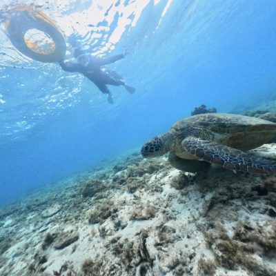ウミガメからの～クジラ♪ / | 海ブログ | 奄美大島ダイビングショップ