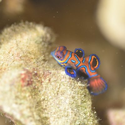 ニシキテグリの産卵行動♪ / | 海ブログ | 奄美大島ダイビングショップ