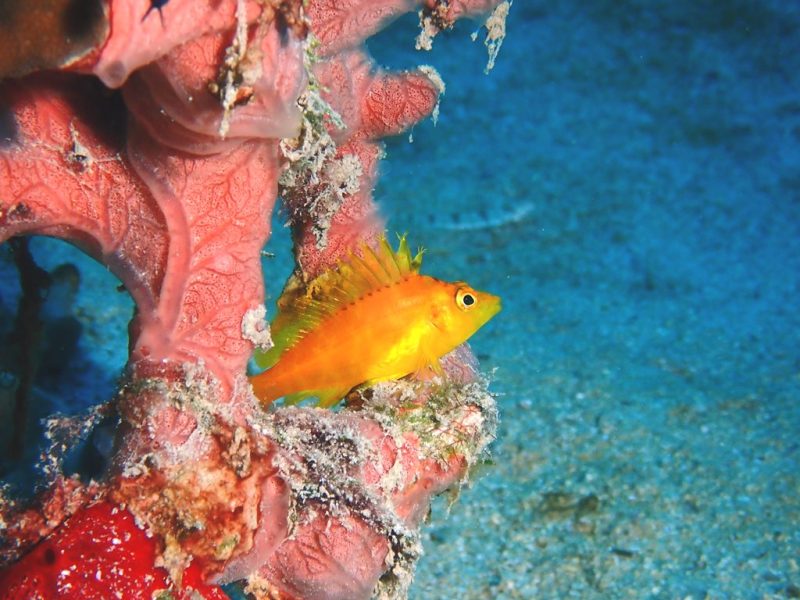 ◤奄美大島ではレア度が高い魚です！◢