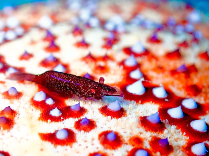 ◤今日もマクロ天国♪◢