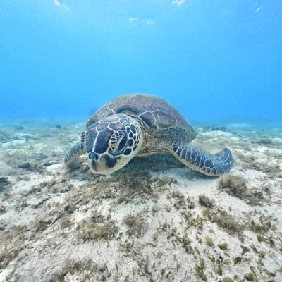 ◤穏やかなウミガメタイム♪◢ | 海ブログ | 奄美大島ダイビング