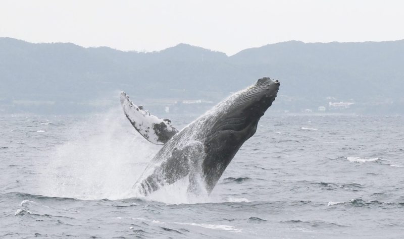 ◤も～い～くつ寝ると～♪ホエールウォッチング～♪◢