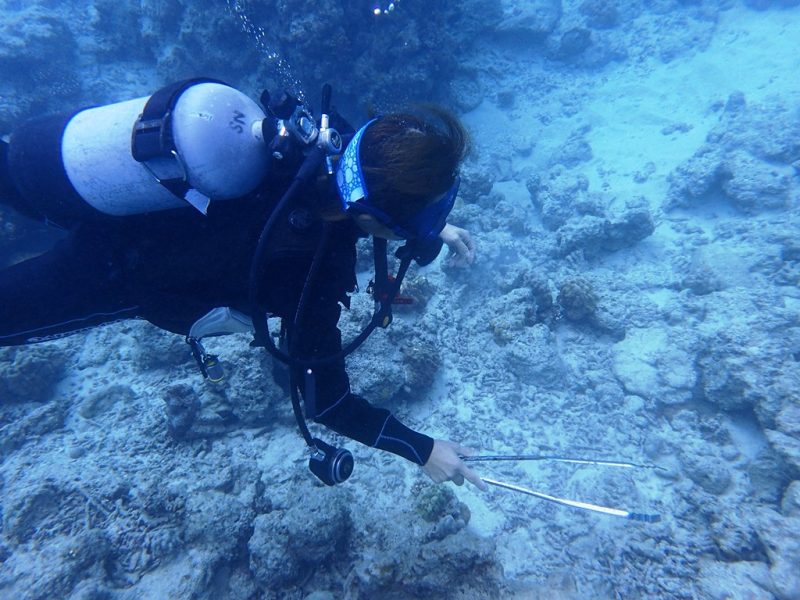 ◤美しい奄美のサンゴ礁を救え！オニヒトデの駆除作業！◢