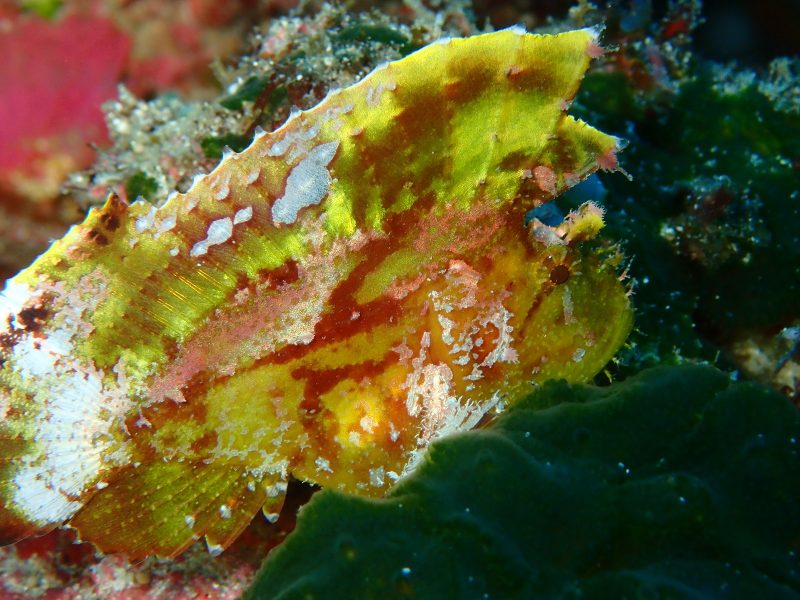 ◤外洋いっちゃいました！◢