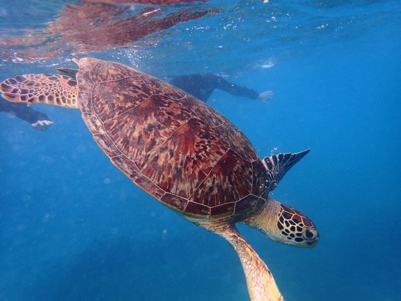 ◤インターナショナルウミガメスイム♪◢