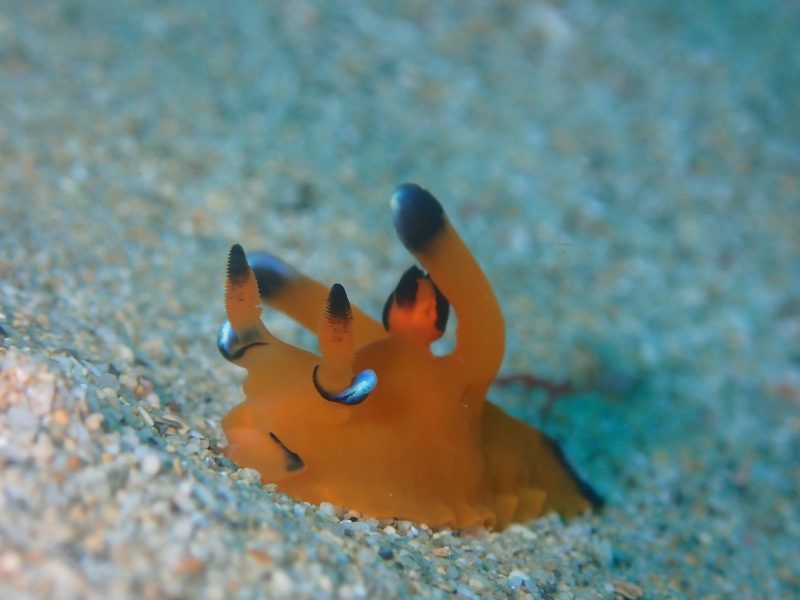 ◤ウミウシオンパレード♪◢