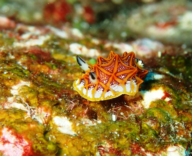 ◤覚醒！ウミウシを見つける眼力！◢