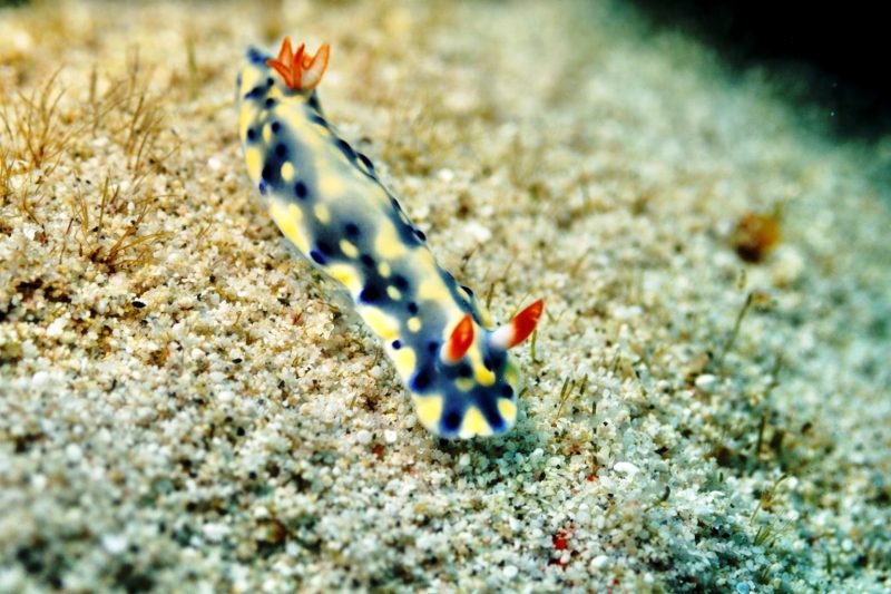 ◤ウミウシが増えてきました！◢