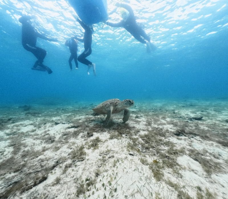 ◤今日もカメちゃんに会いに行ってきました♪◢