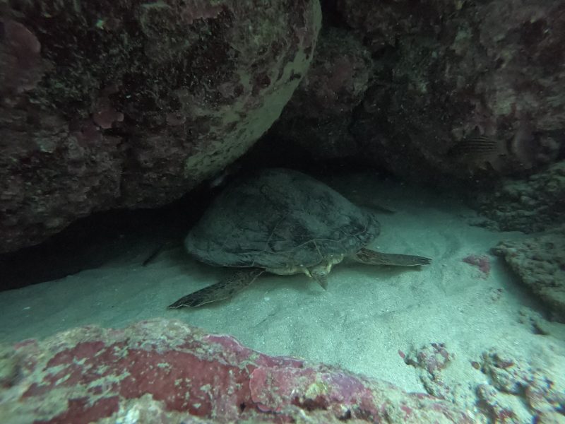 ◤体験ダイビングでウミガメに遭遇♪◢