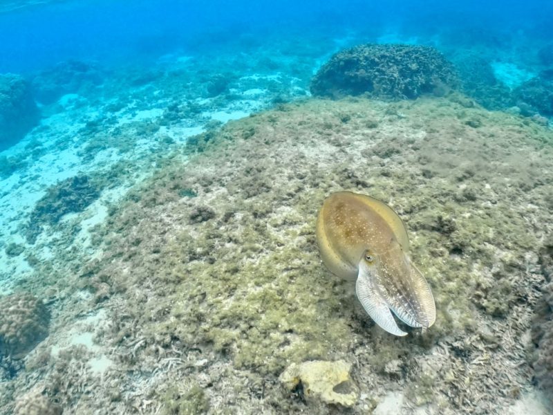 ◤ウミガメとコブシメとウミウシと♪◢