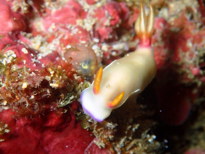 ◤覚醒！ウミウシを見つける眼力！続編◢