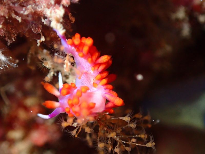 ◤今日もウミウシダイビング♪◢