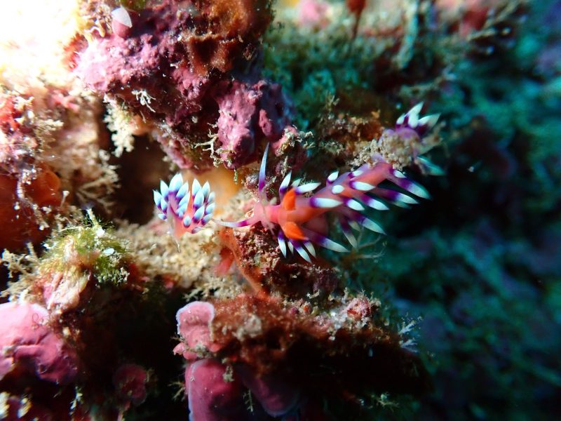 ◤ビーチダイビングでのんびりと♪◢