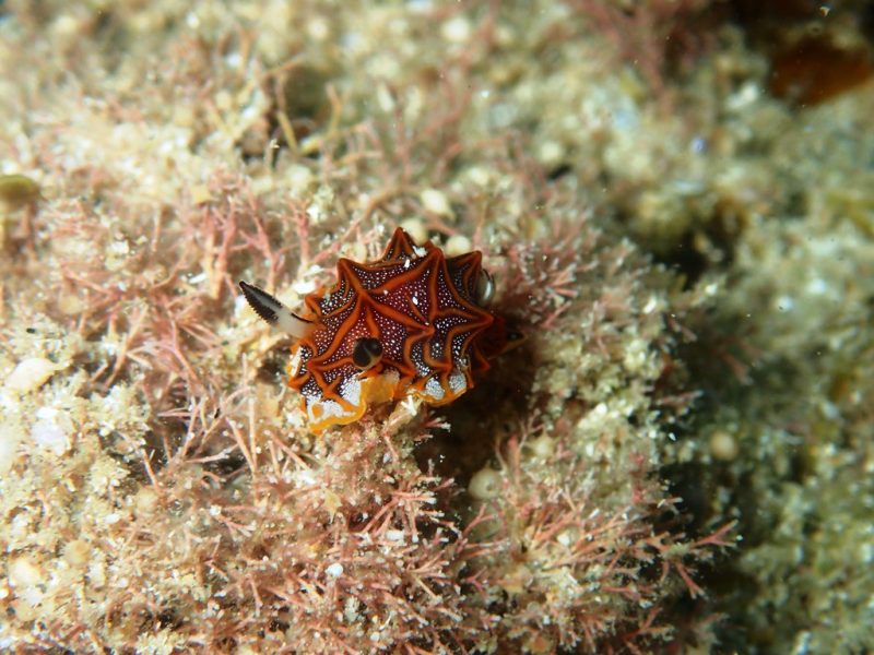 ◤寒波でもウミウシダイビング♪◢