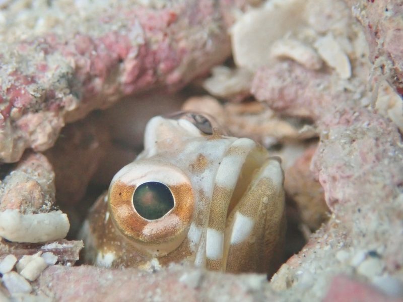 ◤透明度抜群！◢