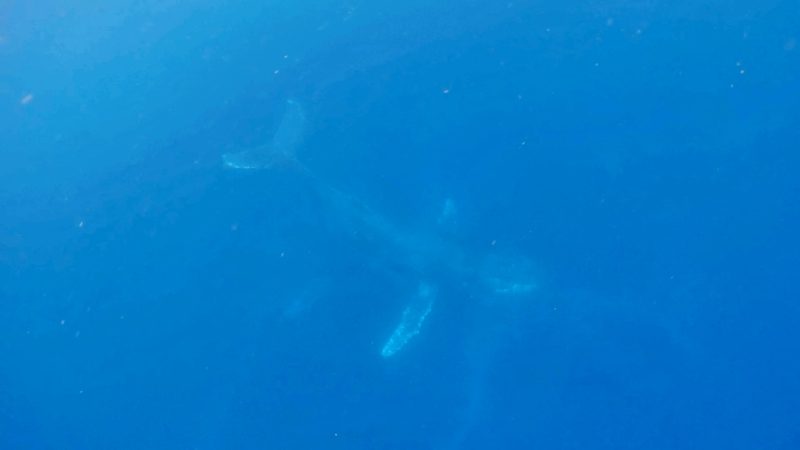 ◤ホエールスイム成功！◢