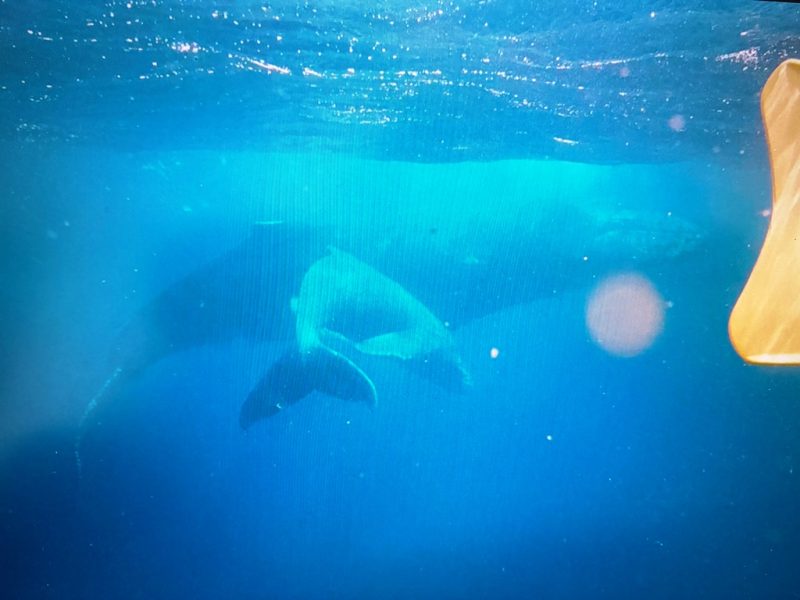 ◤ほぼ夏日みたいなもんですね◢