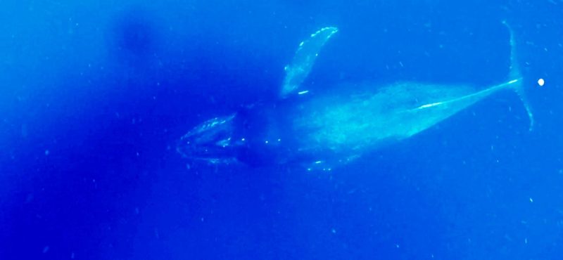 ◤癒され度MAXのホエールスイム◢