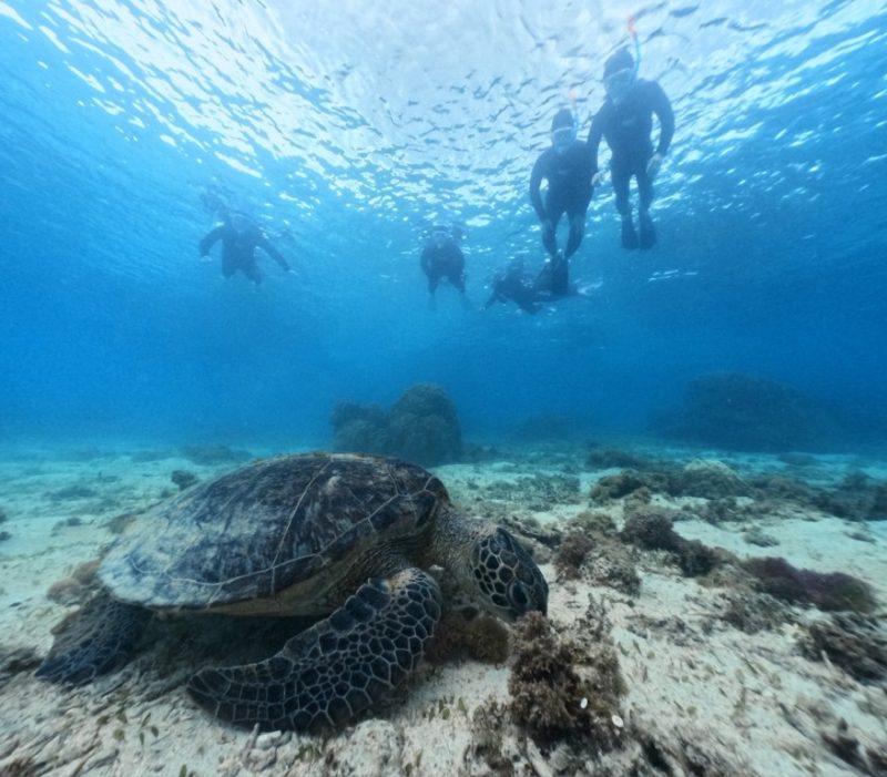 ◤明日はクジラ見れますように！！！◢