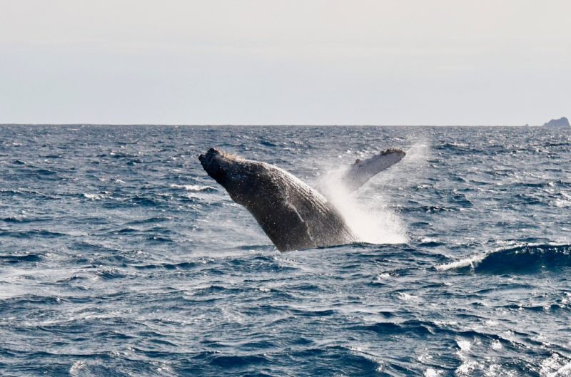 ◤ブリ～チングゥゥゥゥ！！！◢