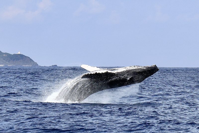 ◤快晴の中、連日のブリーチングです！！◢