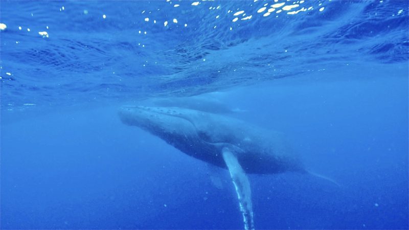 ◤スコモちゃんとユウくん◢