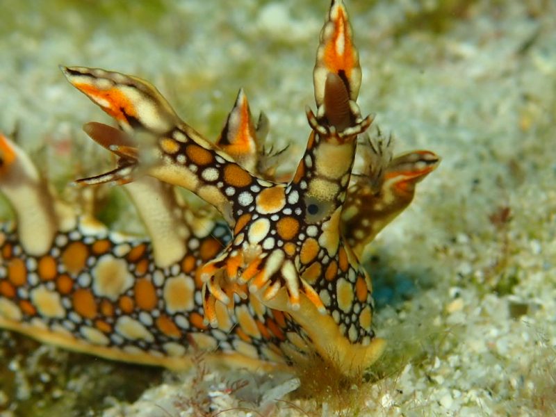 ◤人懐っこいあの子♪◢