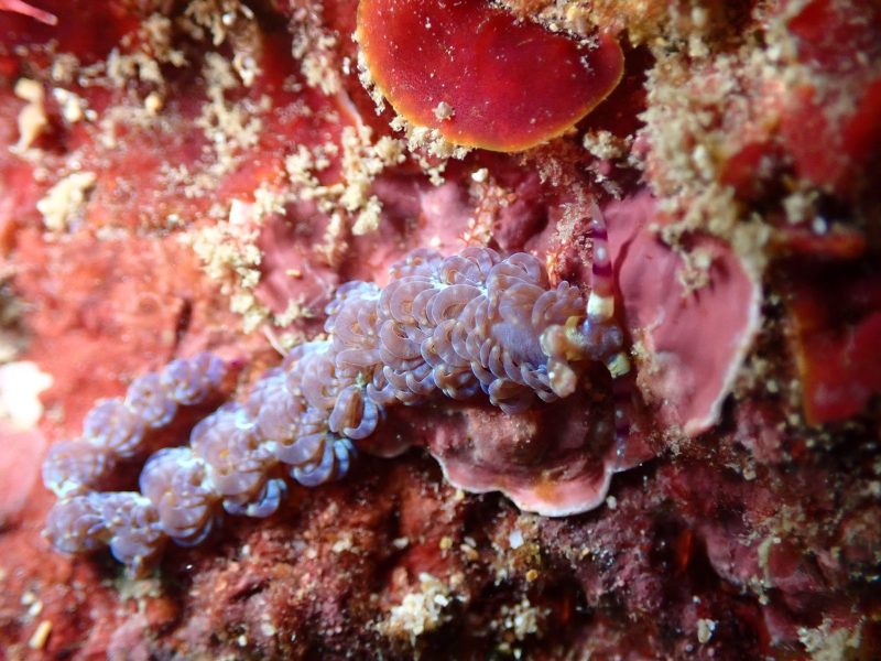 ◤天気も透明度も良し！！後はうねりだけ…◢