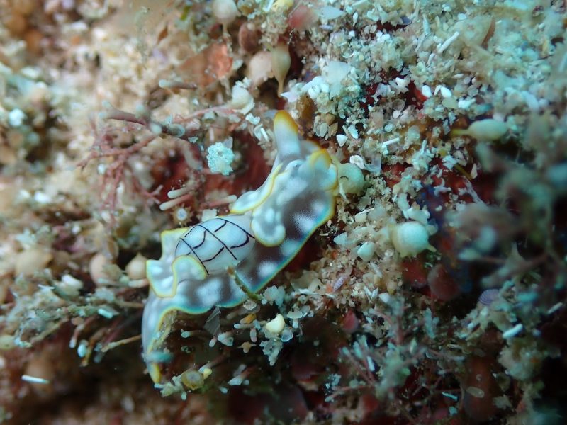 ◤本日はダイビングDAY◢