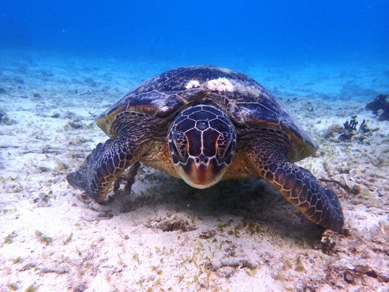 ◤一年越しのスノーケル🐢◢