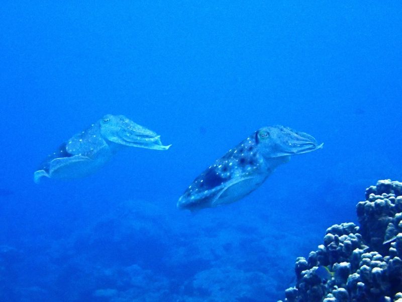 ◤コブシメ！！！！！◢