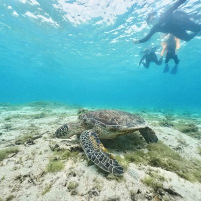 ◤雨が降ってもいつもと変わらない♪◢ | 海ブログ | 奄美大島